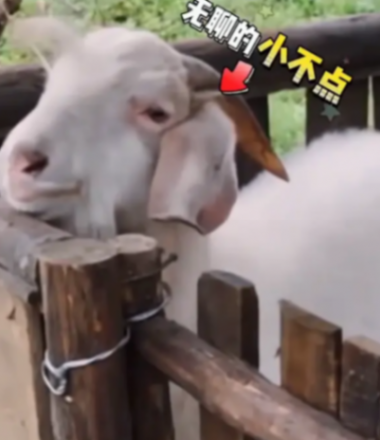 向往的生活小羊小不点去世