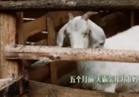 向往的生活小羊小不点去世