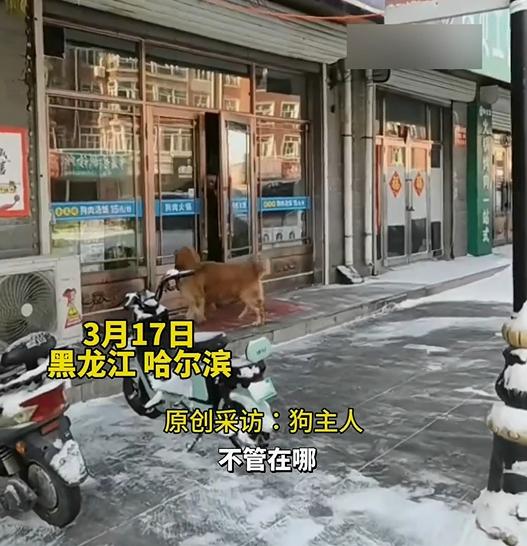 狗狗每次路过狗肉馆都会大声吼