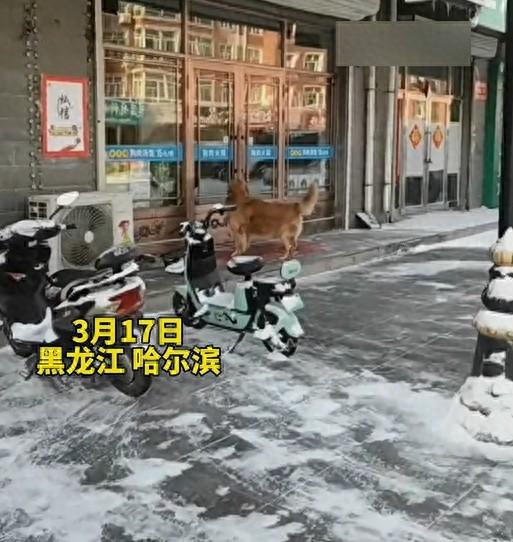 狗狗每次路过狗肉馆都会大声吼