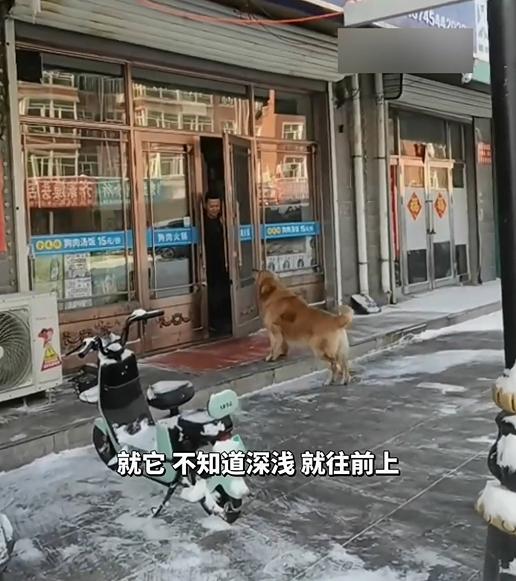 狗狗每次路过狗肉馆都会大声吼